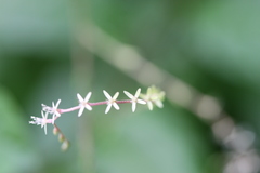 Petiveria alliacea